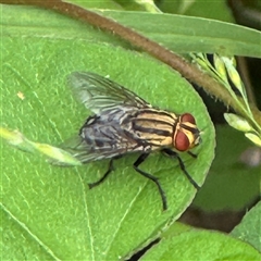 Sarcophaga sp. (genus) (Flesh fly) at Batemans Bay, NSW - 19 Dec 2024 by Hejor1