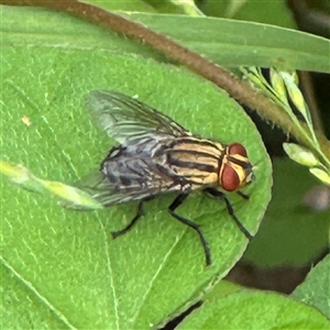 Sarcophaga sp. (genus) at Batemans Bay, NSW - 19 Dec 2024 10:50 AM