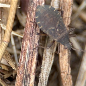 Coreidae (family) at Batemans Bay, NSW - 19 Dec 2024 10:49 AM