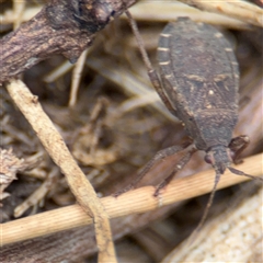 Coreidae (family) at Batemans Bay, NSW - 19 Dec 2024 10:49 AM