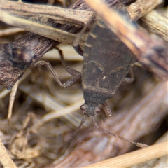 Coreidae (family) at Batemans Bay, NSW - 19 Dec 2024 10:49 AM