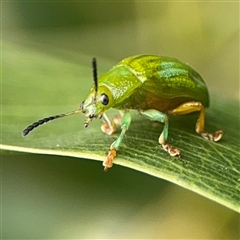 Calomela pallida (Leaf beetle) at Batemans Bay, NSW - 18 Dec 2024 by Hejor1