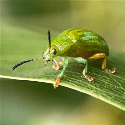 Calomela pallida (Leaf beetle) at Batemans Bay, NSW - 18 Dec 2024 by Hejor1