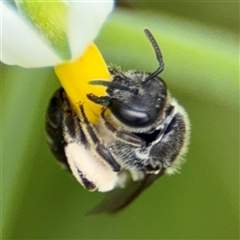 Lasioglossum (Chilalictus) sp. (genus & subgenus) (Halictid bee) at Batemans Bay, NSW - 19 Dec 2024 by Hejor1