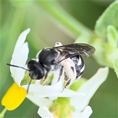 Lasioglossum (Chilalictus) sp. (genus & subgenus) at Batemans Bay, NSW - 19 Dec 2024 10:42 AM