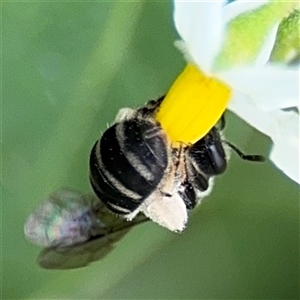 Lasioglossum (Chilalictus) sp. (genus & subgenus) at Batemans Bay, NSW - 19 Dec 2024 10:42 AM