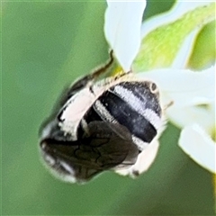 Lasioglossum (Chilalictus) sp. (genus & subgenus) at Batemans Bay, NSW - 19 Dec 2024