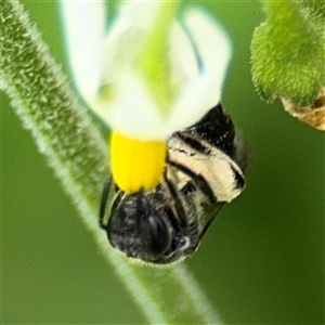 Lasioglossum (Chilalictus) sp. (genus & subgenus) at Batemans Bay, NSW - 19 Dec 2024 10:42 AM