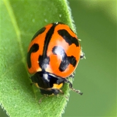 Coccinella transversalis (Transverse Ladybird) at Batemans Bay, NSW - 19 Dec 2024 by Hejor1