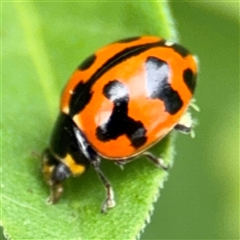 Coccinella transversalis at Batemans Bay, NSW - 19 Dec 2024 10:41 AM