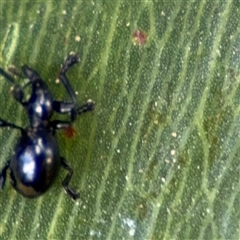 Rhynolaccus sp. (genus) at Batemans Bay, NSW - 18 Dec 2024 by Hejor1