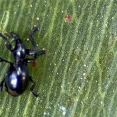 Rhynolaccus sp. (genus) at Batemans Bay, NSW - 18 Dec 2024 by Hejor1