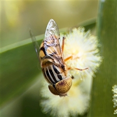 Eristalinus punctulatus at North Batemans Bay, NSW - 18 Dec 2024 by Hejor1