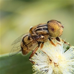 Eristalinus punctulatus at North Batemans Bay, NSW - 19 Dec 2024 10:32 AM