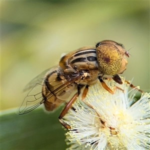 Eristalinus punctulatus at North Batemans Bay, NSW - 19 Dec 2024 10:32 AM