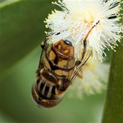 Eristalinus punctulatus at North Batemans Bay, NSW - 19 Dec 2024 10:32 AM