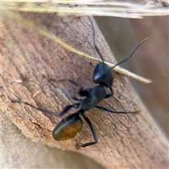 Camponotus aeneopilosus at Batemans Bay, NSW - 18 Dec 2024 by Hejor1