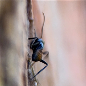 Camponotus aeneopilosus at Batemans Bay, NSW - 19 Dec 2024