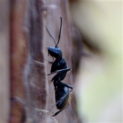 Camponotus aeneopilosus at Batemans Bay, NSW - 19 Dec 2024