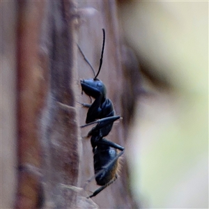 Camponotus aeneopilosus at Batemans Bay, NSW - 19 Dec 2024