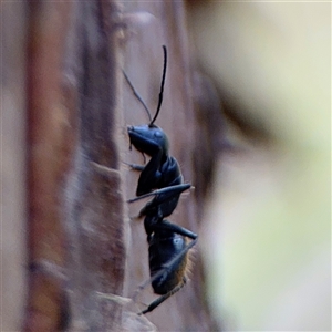 Camponotus aeneopilosus at Batemans Bay, NSW - 19 Dec 2024 10:30 AM