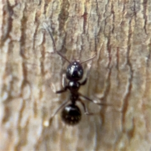 Formicidae (family) at Batemans Bay, NSW - 19 Dec 2024