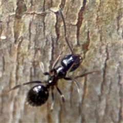 Formicidae (family) at Batemans Bay, NSW - 19 Dec 2024