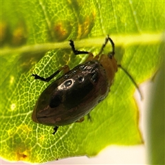 Lamprolina (genus) (Pittosporum leaf beetle) at Batemans Bay, NSW - 19 Dec 2024 by Hejor1