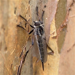 Asilidae (family) at Batemans Bay, NSW - 19 Dec 2024 by Hejor1