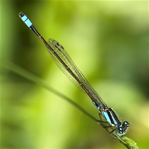 Ischnura heterosticta at Batemans Bay, NSW - 19 Dec 2024