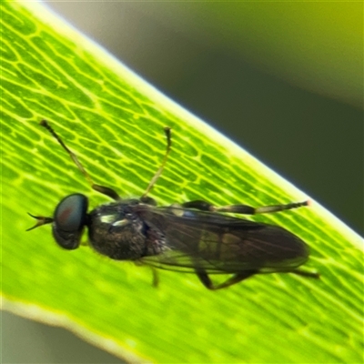 Exaireta spinigera (Garden Soldier Fly) at Batemans Bay, NSW - 19 Dec 2024 by Hejor1