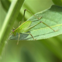 Caedicia sp. (genus) (Katydid) at Batemans Bay, NSW - 19 Dec 2024 by Hejor1