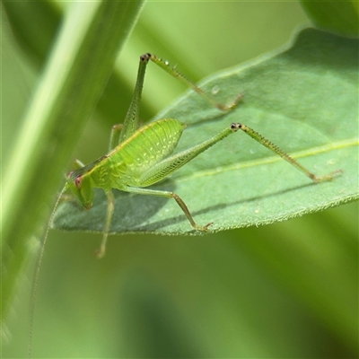 Caedicia sp. (genus) (Katydid) at Batemans Bay, NSW - 19 Dec 2024 by Hejor1