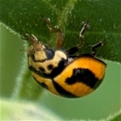 Micraspis frenata (Striped Ladybird) at Batemans Bay, NSW - 18 Dec 2024 by Hejor1