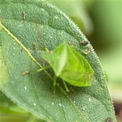 Cuspicona simplex (Green potato bug) at Batemans Bay, NSW - 18 Dec 2024 by Hejor1