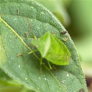 Cuspicona simplex (Green potato bug) at Batemans Bay, NSW by Hejor1