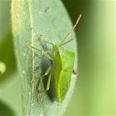 Cuspicona simplex at Batemans Bay, NSW - 19 Dec 2024