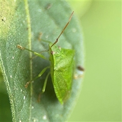 Cuspicona simplex at Batemans Bay, NSW - 19 Dec 2024