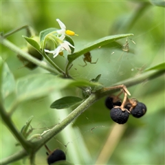 Solanum sp. at Batemans Bay, NSW - 18 Dec 2024 by Hejor1