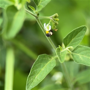 Solanum chenopodioides at Batemans Bay, NSW - 19 Dec 2024