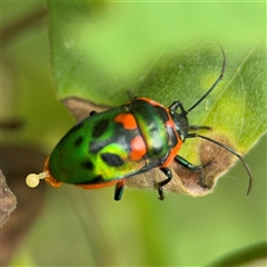 Scutiphora pedicellata (Metallic Jewel Bug) at Batemans Bay, NSW - 18 Dec 2024 by Hejor1