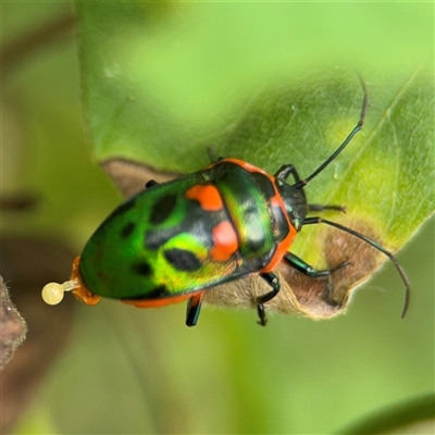 Scutiphora pedicellata (Metallic Jewel Bug) at Batemans Bay, NSW - 19 Dec 2024 by Hejor1