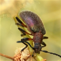 Ecnolagria grandis (Honeybrown beetle) at Batemans Bay, NSW - 19 Dec 2024 by Hejor1