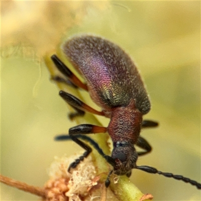 Ecnolagria grandis (Honeybrown beetle) at Batemans Bay, NSW - 19 Dec 2024 by Hejor1