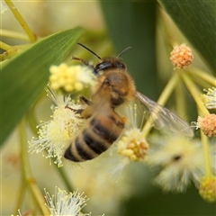 Apis mellifera at Batemans Bay, NSW - 18 Dec 2024 by Hejor1