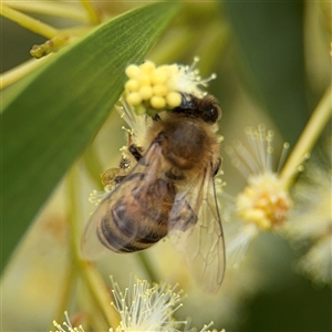 Apis mellifera at Batemans Bay, NSW - 19 Dec 2024