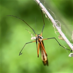 Harpobittacus australis at Batemans Bay, NSW - 18 Dec 2024 by Hejor1