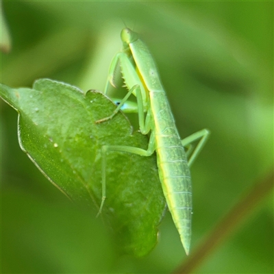 Orthodera ministralis (Green Mantid) at Batemans Bay, NSW - 19 Dec 2024 by Hejor1