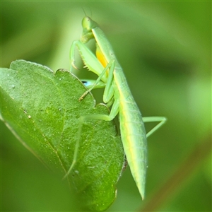 Orthodera ministralis at Batemans Bay, NSW - 19 Dec 2024 10:12 AM