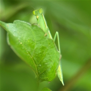 Orthodera ministralis at Batemans Bay, NSW - 19 Dec 2024 10:12 AM